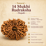Natural 14 Mukhi Rudraksha (Nepali) thumbnail 1