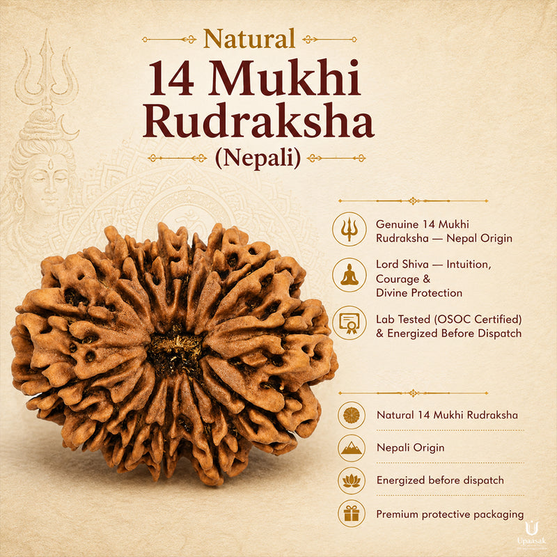 Natural 14 Mukhi Rudraksha (Nepali)