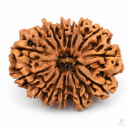 Natural 14 Mukhi Rudraksha (Nepali) thumbnail 2