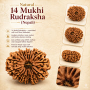 Natural 14 Mukhi Rudraksha (Nepali) thumbnail 4