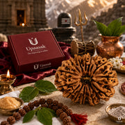 Natural 14 Mukhi Rudraksha (Nepali) thumbnail 6