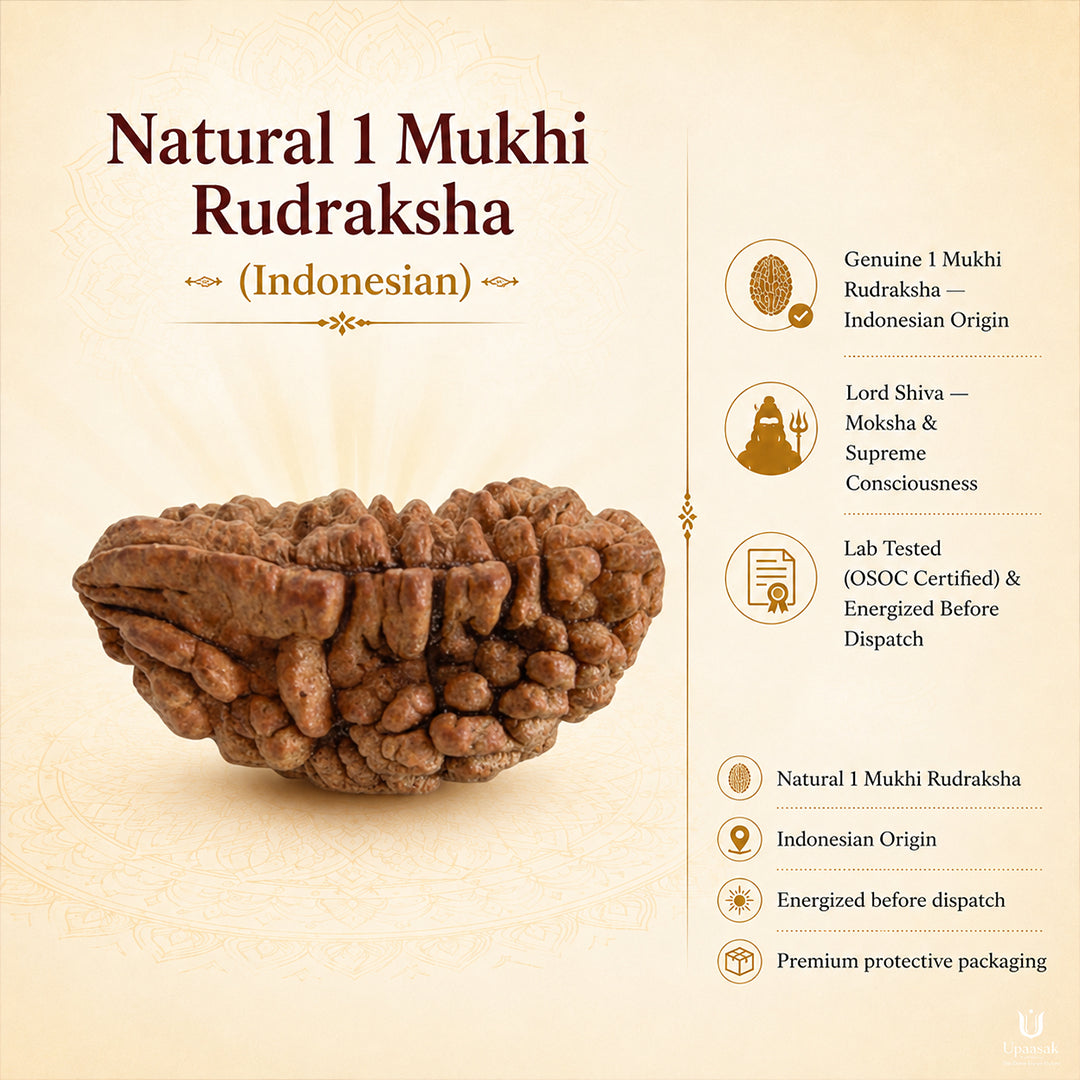 Natural 1 Mukhi Rudraksha (Indonesian)