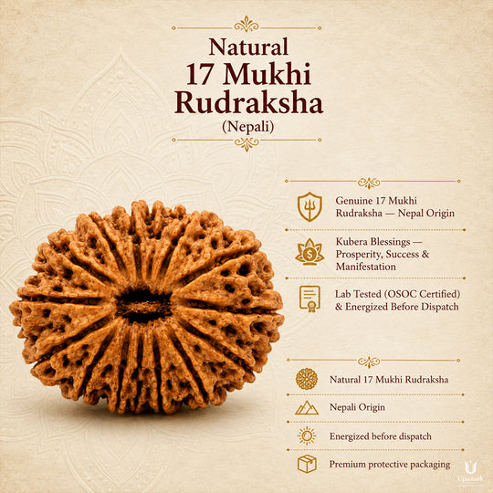 17 Mukhi Rudraksha (Nepali) with X-Ray Certificate