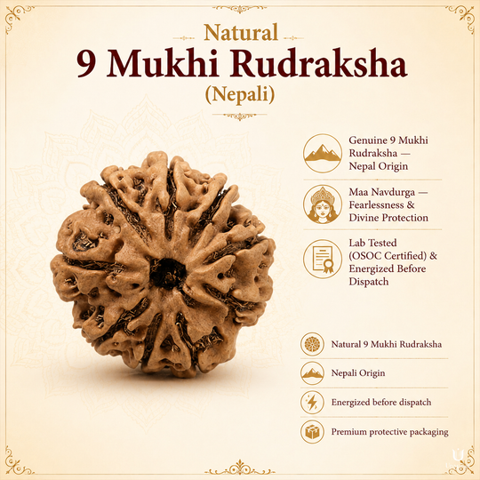 Natural 9 Mukhi Rudraksha (Nepali)