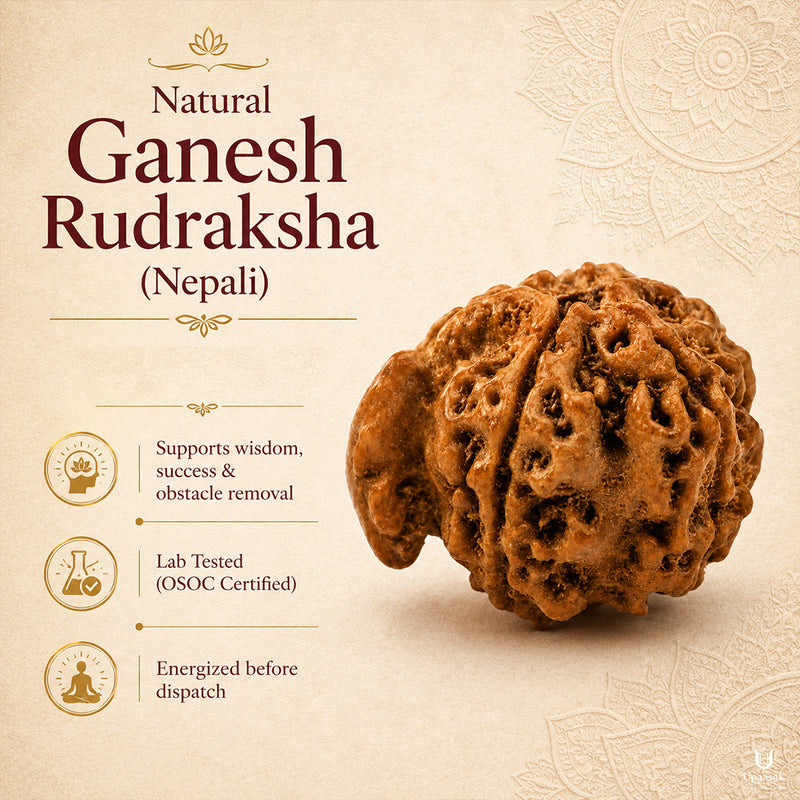 Natural Ganesh Rudraksha (Nepali)