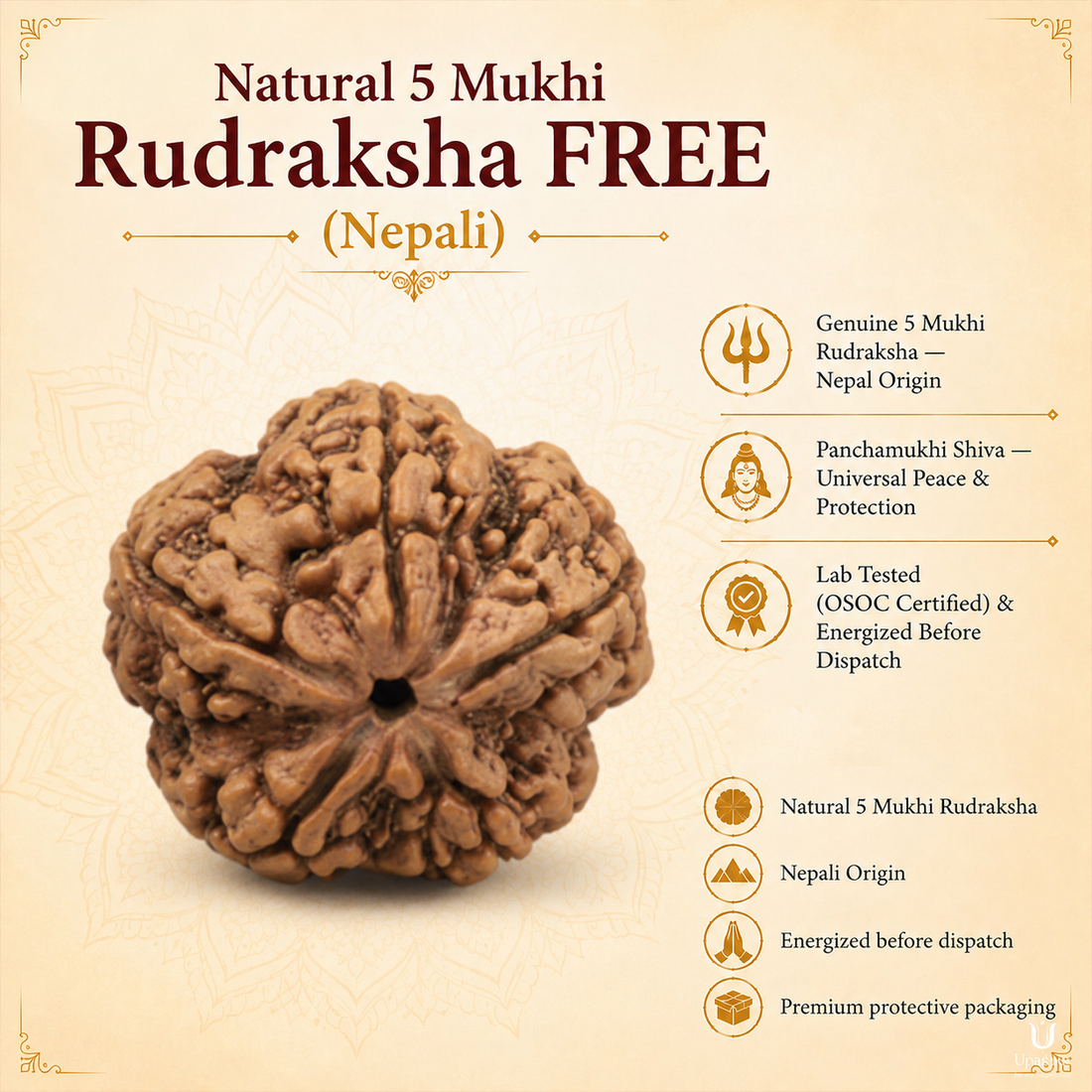 5 Mukhi Rudraksha (MRP ₹1250) - FREE | Pay Only ₹299 Delivery