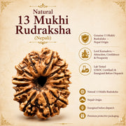 13 Mukhi Rudraksha (Nepali) with X-Ray Certificate thumbnail 1