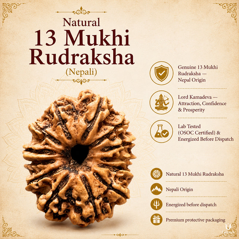 13 Mukhi Rudraksha (Nepali) with X-Ray Certificate