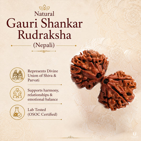 Gauri Shankar Rudraksha (Nepali) with X-Ray Certificate