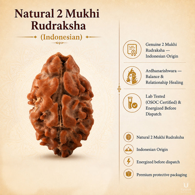 Natural 2 Mukhi Rudraksha (Indonesian)