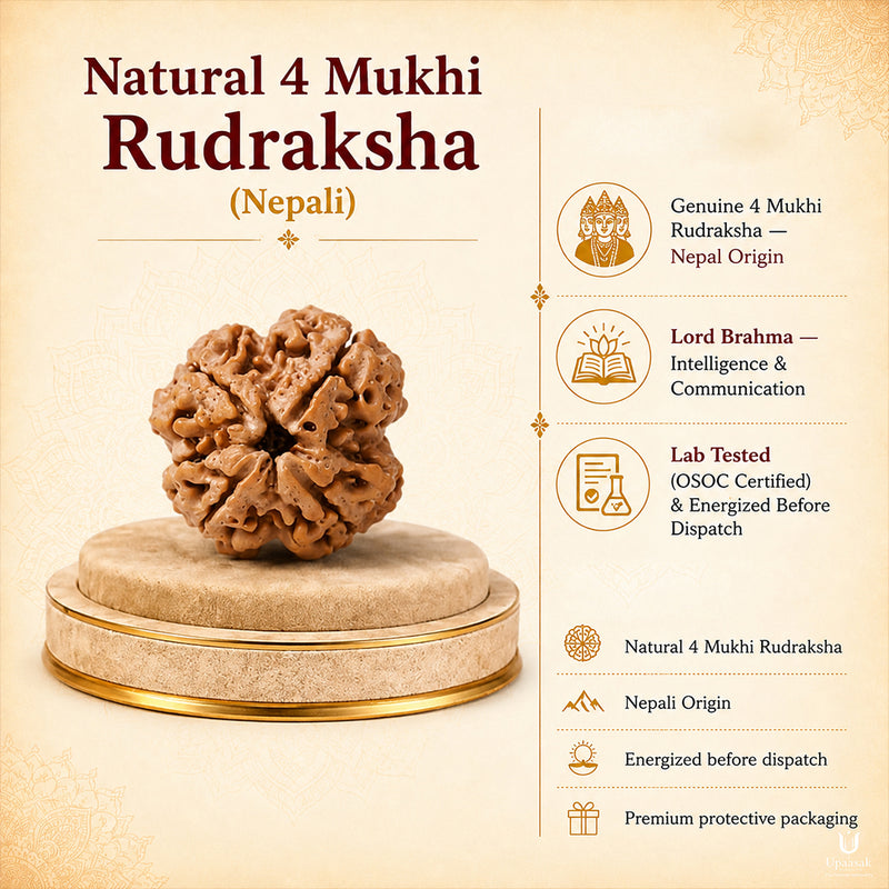 Natural 4 Mukhi Rudraksha (Nepali)