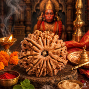 11 Mukhi Rudraksha (Nepali) with X-Ray Certificate thumbnail 5