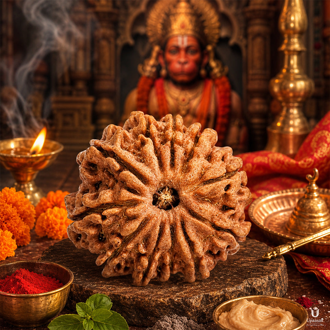 11 Mukhi Rudraksha (Nepali) with X-Ray Certificate