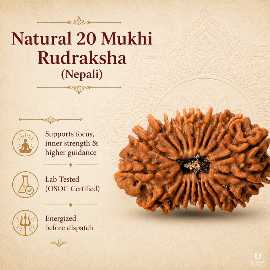 20 Mukhi Rudraksha (Nepali) with X-Ray Certificate