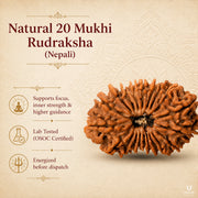 20 Mukhi Rudraksha (Nepali) with X-Ray Certificate thumbnail 1