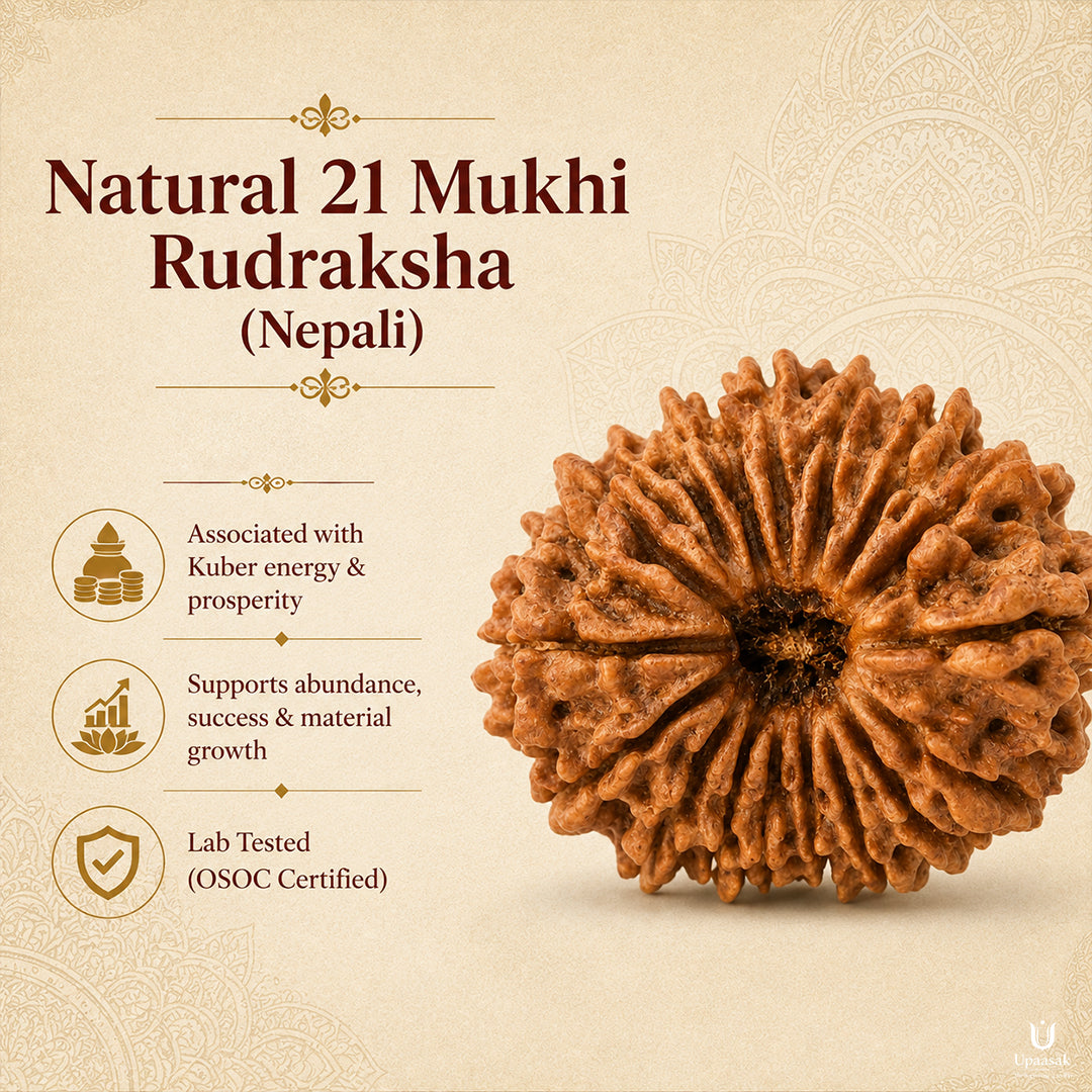 21 Mukhi Rudraksha (Nepali) with X-Ray Certificate