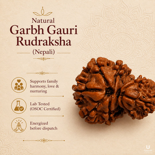 Garbh Gauri Rudraksha (Nepali) with X-Ray Certificate