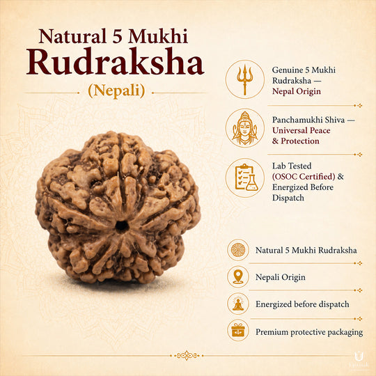 Natural 5 Mukhi Rudraksha (Nepali)