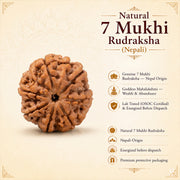 Natural 7 Mukhi Rudraksha (Nepali) thumbnail 1
