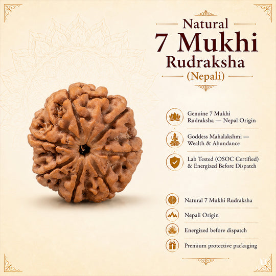 Natural 7 Mukhi Rudraksha (Nepali)