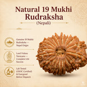 19 Mukhi Rudraksha (Nepali) with X-Ray Certificate thumbnail 1