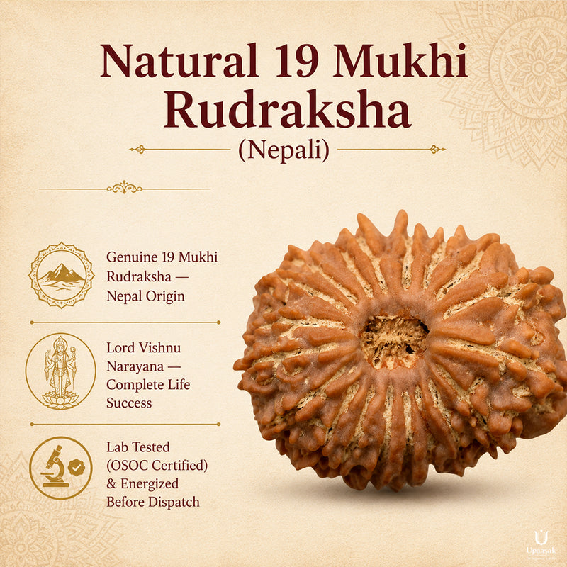 19 Mukhi Rudraksha (Nepali) with X-Ray Certificate