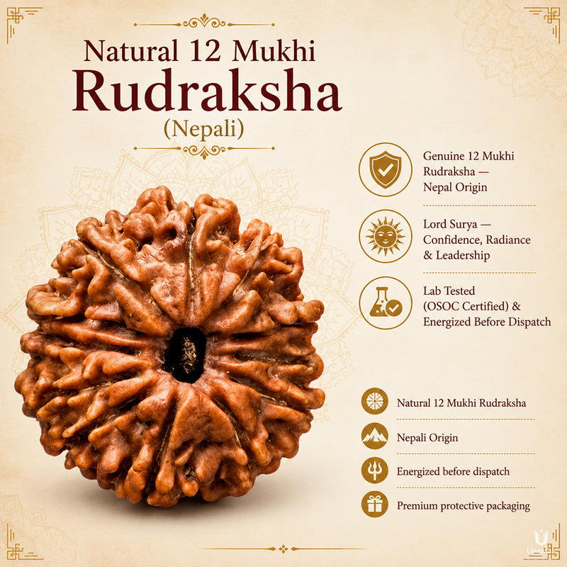 Natural 12 Mukhi Rudraksha (Nepali)