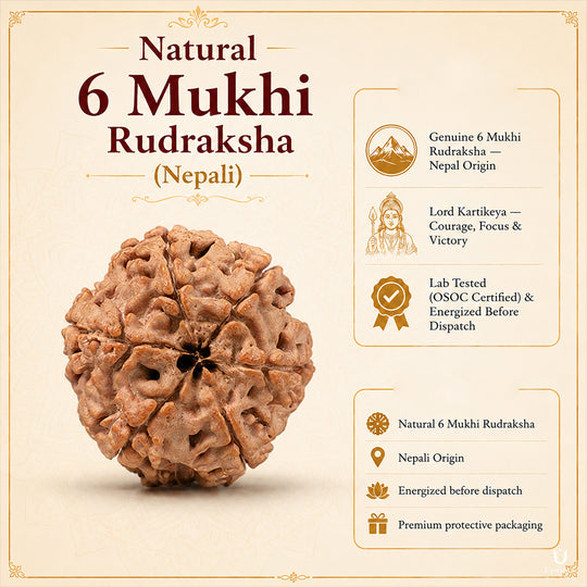 Natural 6 Mukhi Rudraksha (Nepali)