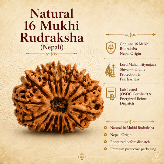16 Mukhi Rudraksha (Nepali) with X-Ray Certificate