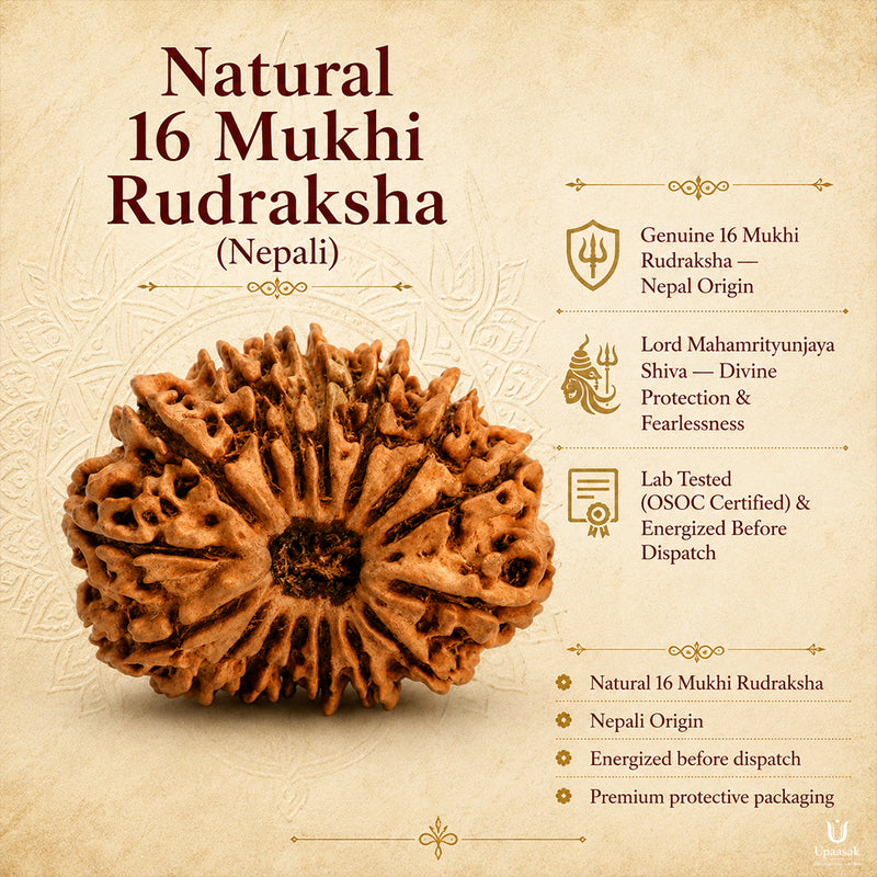 16 Mukhi Rudraksha (Nepali) with X-Ray Certificate