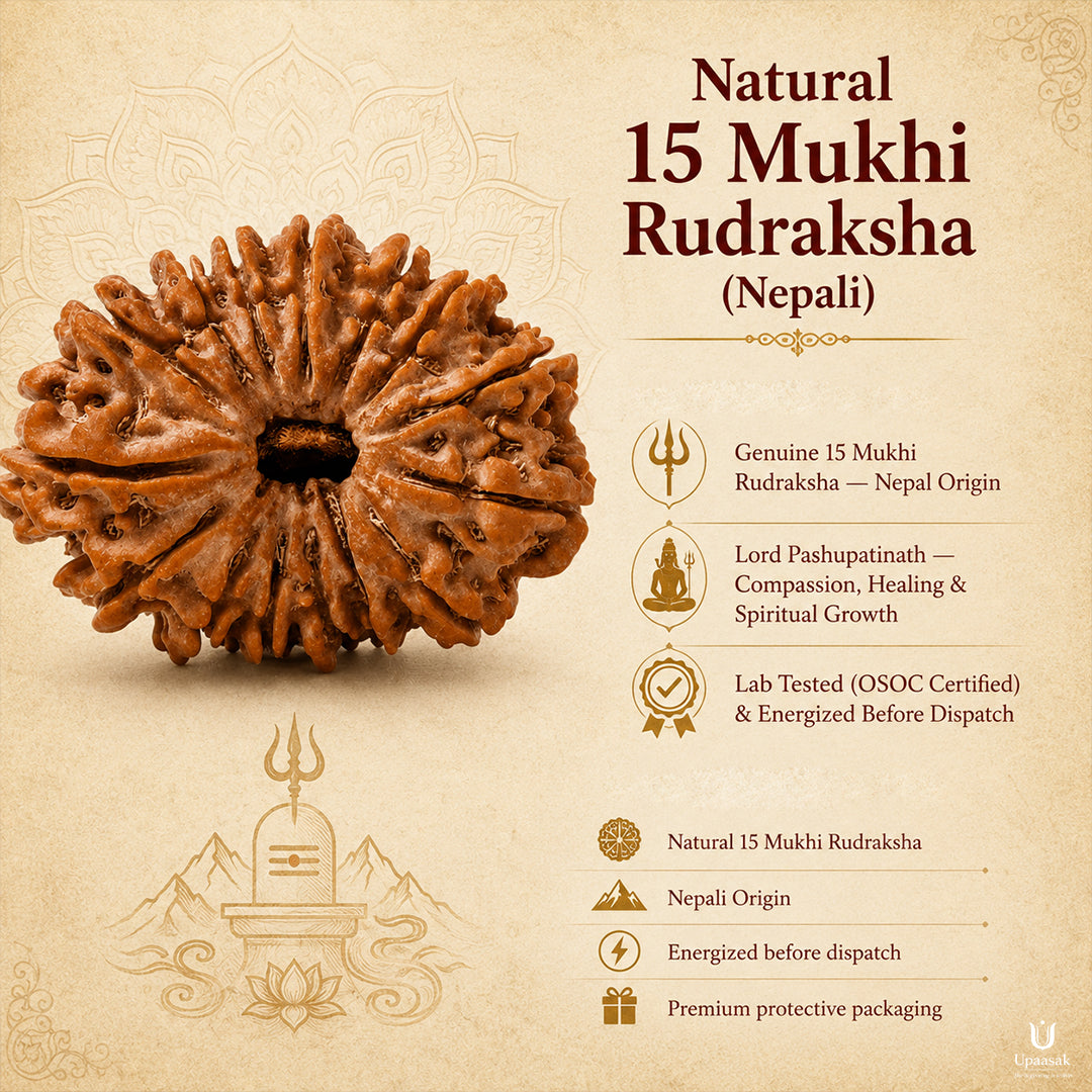 15 Mukhi Rudraksha (Nepali) with X-Ray Certificate