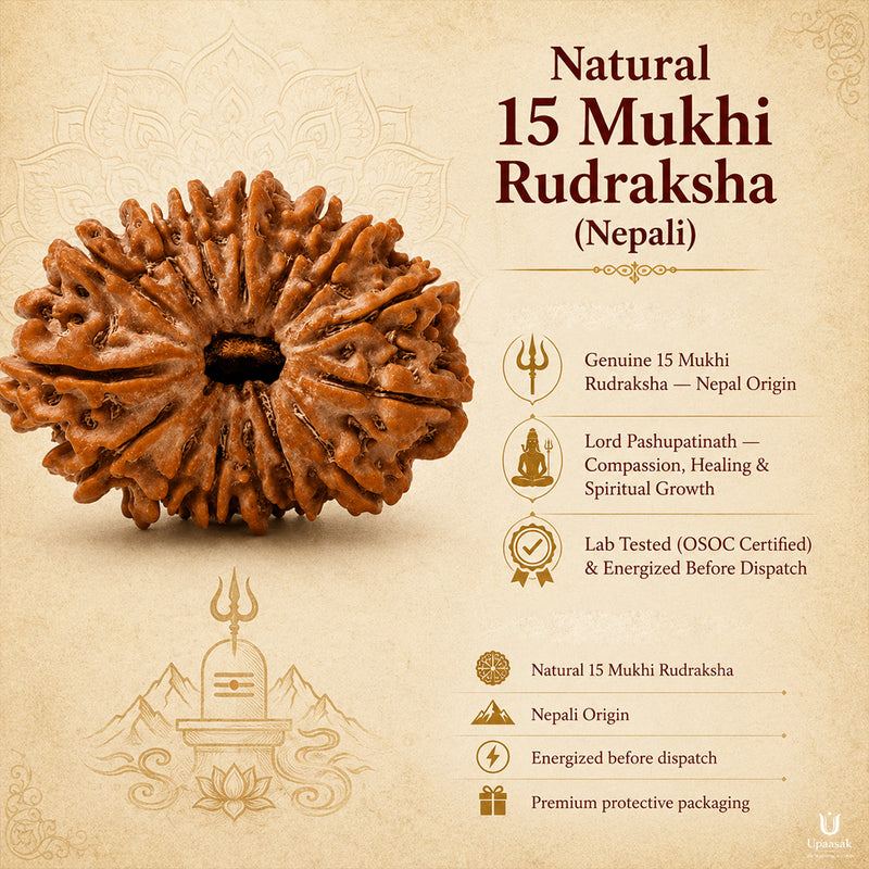 15 Mukhi Rudraksha (Nepali) with X-Ray Certificate