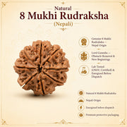 Natural 8 Mukhi Rudraksha (Nepali) thumbnail 1