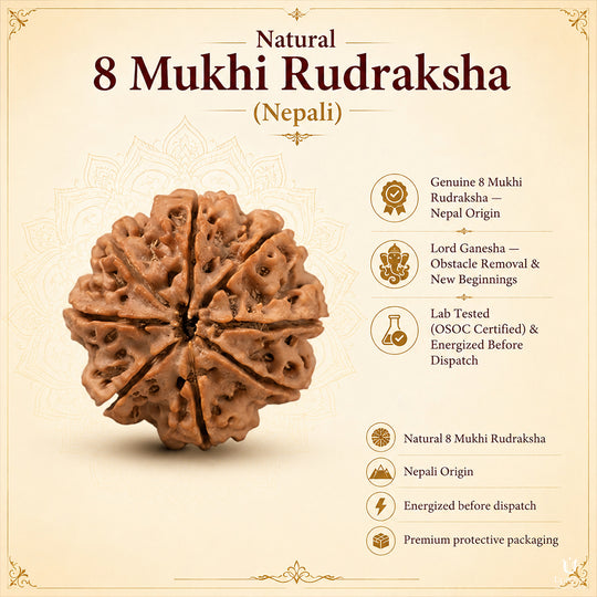 Natural 8 Mukhi Rudraksha (Nepali)