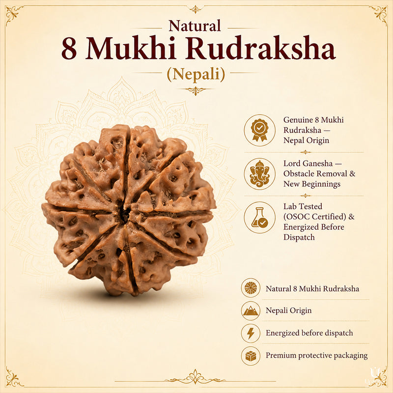 Natural 8 Mukhi Rudraksha (Nepali)