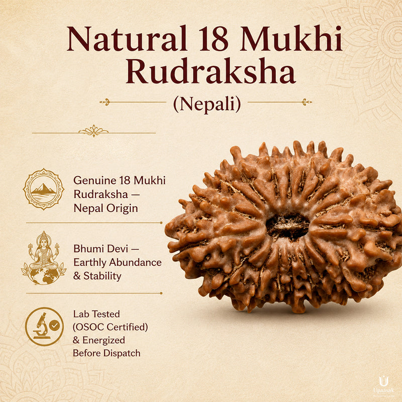 18 Mukhi Rudraksha (Nepali) with X-Ray Certificate