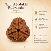 Natural 3 Mukhi Rudraksha (Nepali) thumbnail 1