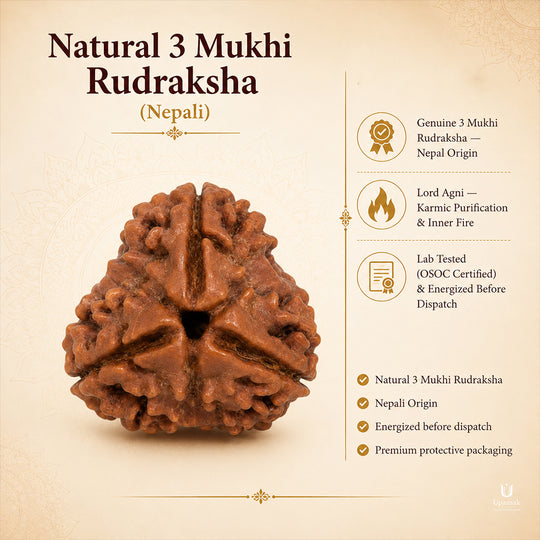 Natural 3 Mukhi Rudraksha (Nepali)