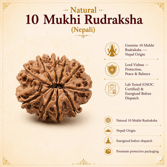 10 Mukhi Rudraksha (Nepali) with X-Ray Certificate