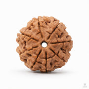 Natural 6 Mukhi Rudraksha (Nepali) thumbnail 2