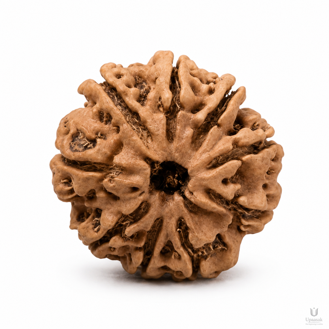 Natural 9 Mukhi Rudraksha (Nepali)