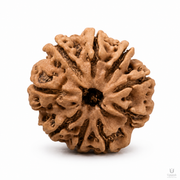 Natural 9 Mukhi Rudraksha (Nepali) thumbnail 2
