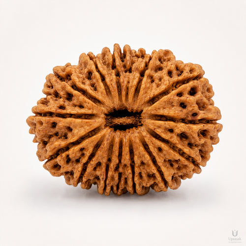 17 Mukhi Rudraksha (Nepali) with X-Ray Certificate