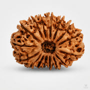 16 Mukhi Rudraksha (Nepali) with X-Ray Certificate thumbnail 2