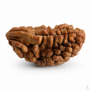 Natural 1 Mukhi Rudraksha (Indonesian) thumbnail 2