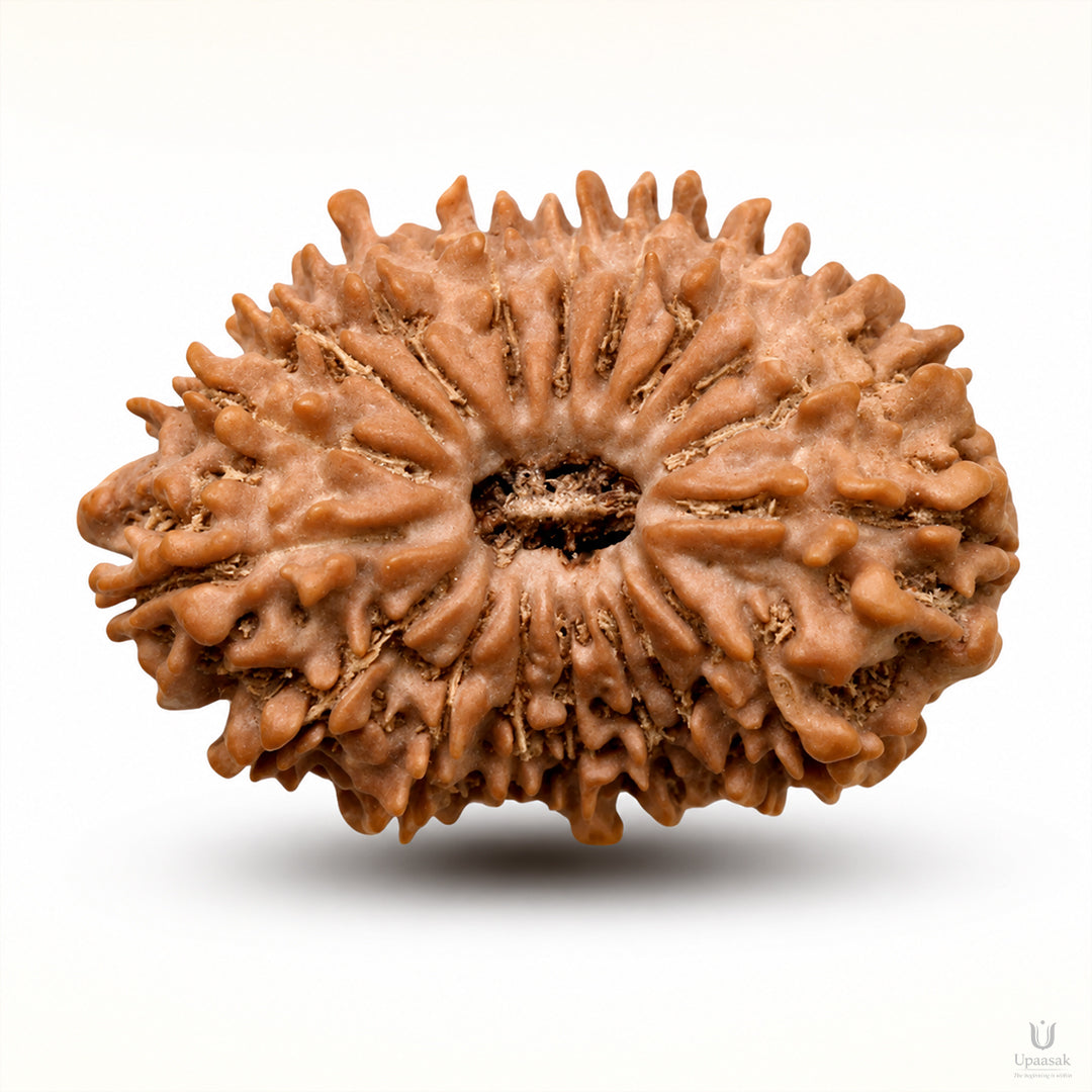 18 Mukhi Rudraksha (Nepali) with X-Ray Certificate