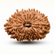 18 Mukhi Rudraksha (Nepali) with X-Ray Certificate thumbnail 2
