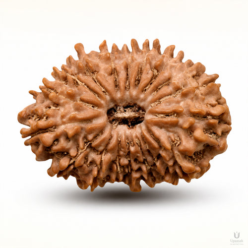 18 Mukhi Rudraksha (Nepali) with X-Ray Certificate