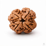 Natural 4 Mukhi Rudraksha (Nepali) thumbnail 2