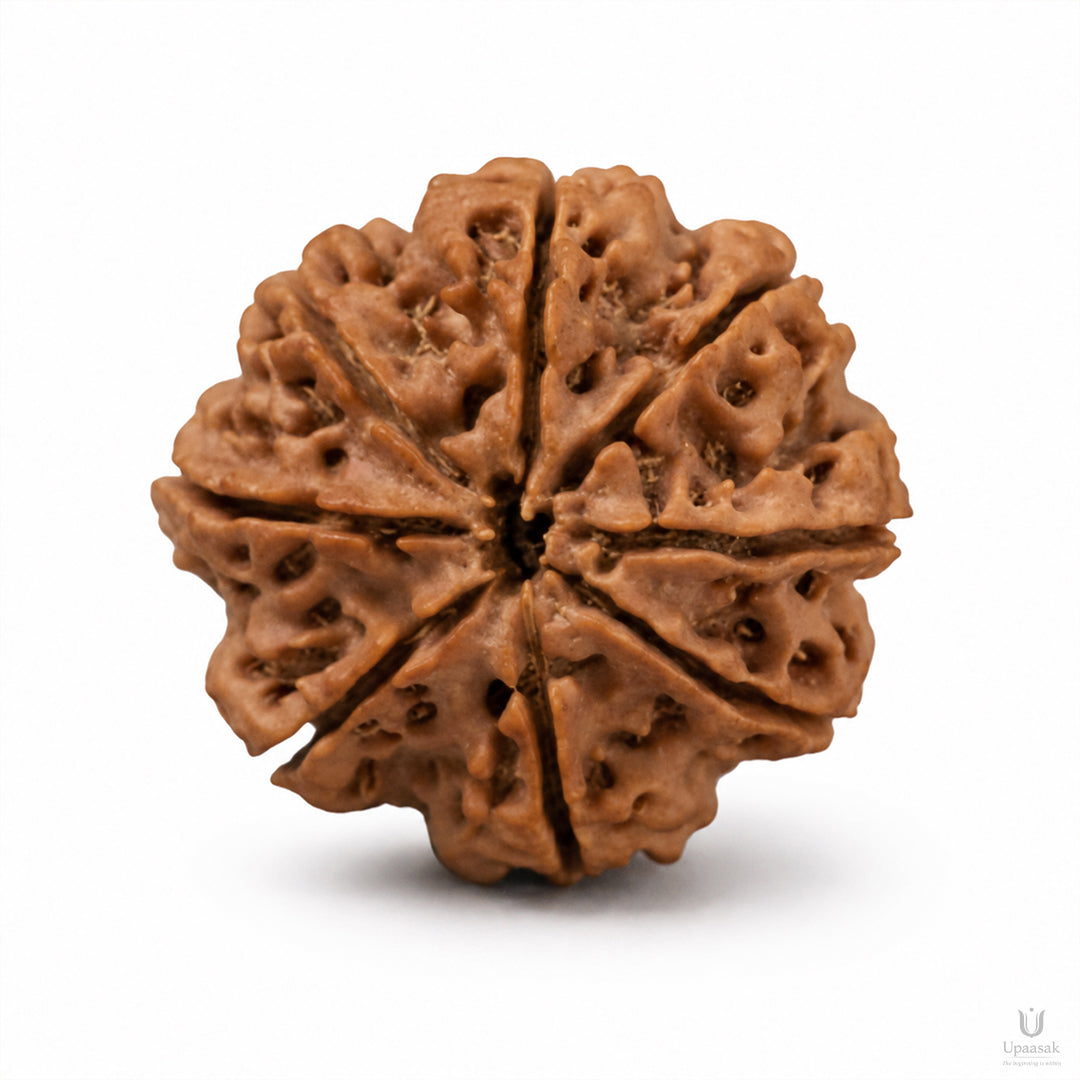 Natural 8 Mukhi Rudraksha (Nepali)